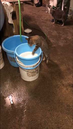 猫 ミルク 飲む 牧場 盗み食い こっそり しめしめ 気づかれていない