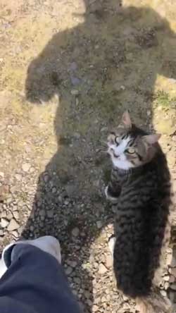 猫 ミルク 飲む 牧場 盗み食い こっそり しめしめ 気づかれていない