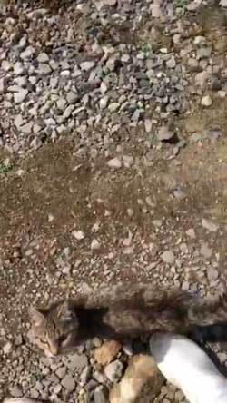 猫 ミルク 飲む 牧場 盗み食い こっそり しめしめ 気づかれていない