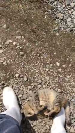 猫 ミルク 飲む 牧場 盗み食い こっそり しめしめ 気づかれていない