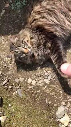 猫 ミルク 飲む 牧場 盗み食い こっそり しめしめ 気づかれていない