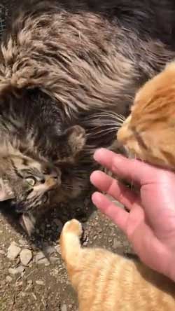 猫 ミルク 飲む 牧場 盗み食い こっそり しめしめ 気づかれていない
