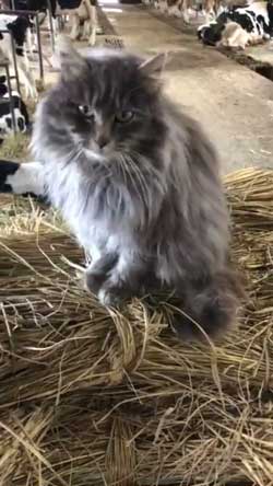 猫 ミルク 飲む 牧場 盗み食い こっそり しめしめ 気づかれていない