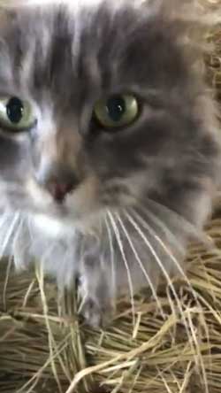 猫 ミルク 飲む 牧場 盗み食い こっそり しめしめ 気づかれていない