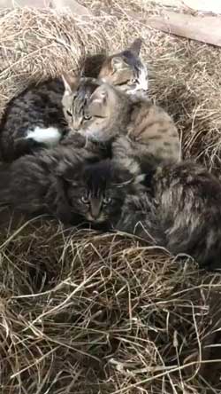 猫 ミルク 飲む 牧場 盗み食い こっそり しめしめ 気づかれていない