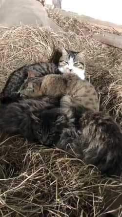 猫 ミルク 飲む 牧場 盗み食い こっそり しめしめ 気づかれていない