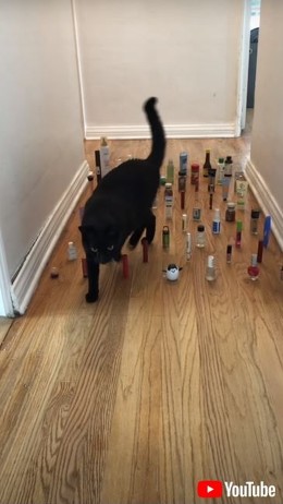 無事に廊下を通過できる？　猫と犬が繰り広げる障害物避けチャレンジが流行
