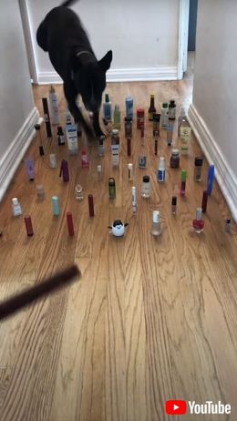 無事に廊下を通過できる？　猫と犬が繰り広げる障害物避けチャレンジが流行