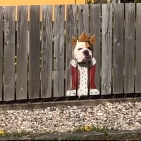 ブルドッグが柵から顔をひょっこり　威厳のない「道ばたの王様」がかわいい