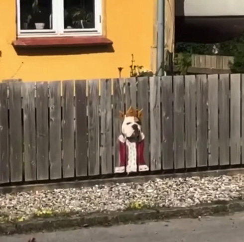 ブルドッグが柵から顔をひょっこり　威厳のない「道ばたの王様」がかわいい