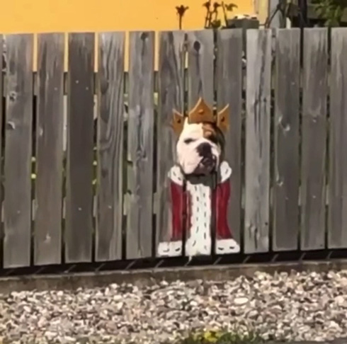 ブルドッグが柵から顔をひょっこり　威厳のない「道ばたの王様」がかわいい