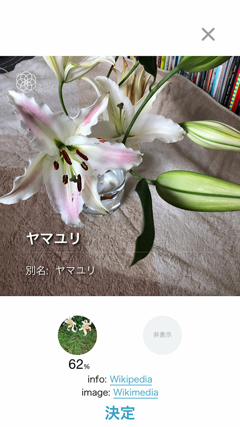 名もなき花の名前を教えてくれる無料アプリ「ハナノナ」で散歩がはかどりそう