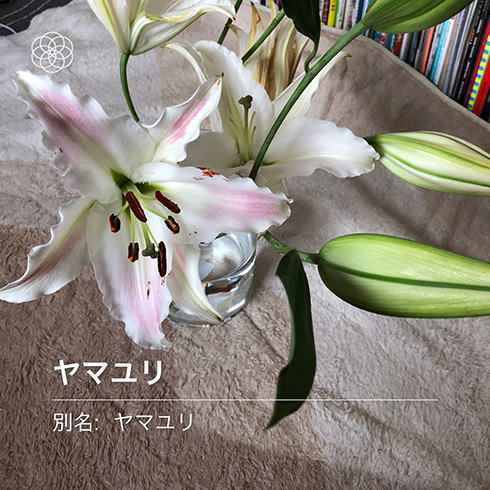 名もなき花の名前を教えてくれる無料アプリ「ハナノナ」で散歩がはかどりそう