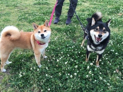 福と幸せをよぶ妖怪さんと柴犬さん