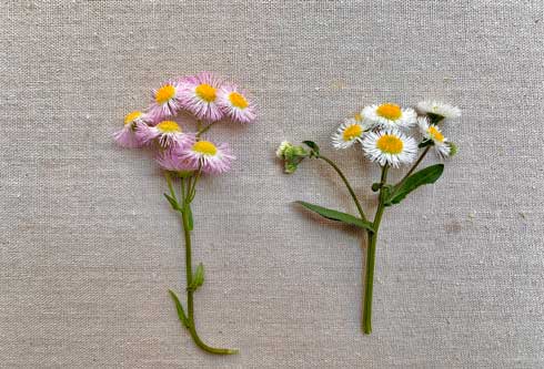 ハルジオン レストラン 花 雑草 ヒメジョオン 見分け方