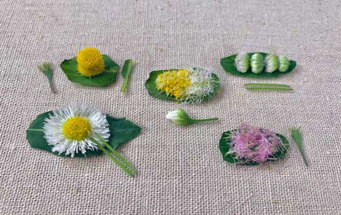 ハルジオン レストラン 花 雑草 ヒメジョオン 見分け方