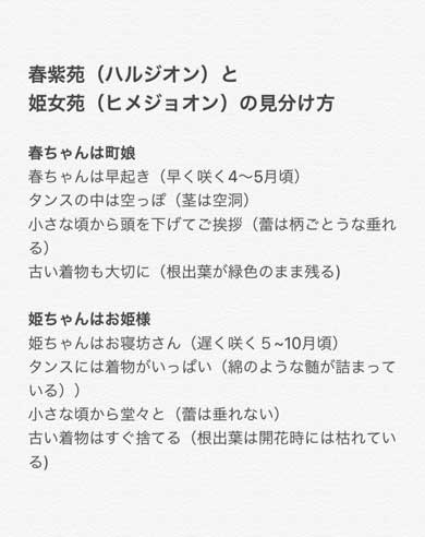 ハルジオン レストラン 花 雑草 ヒメジョオン 見分け方