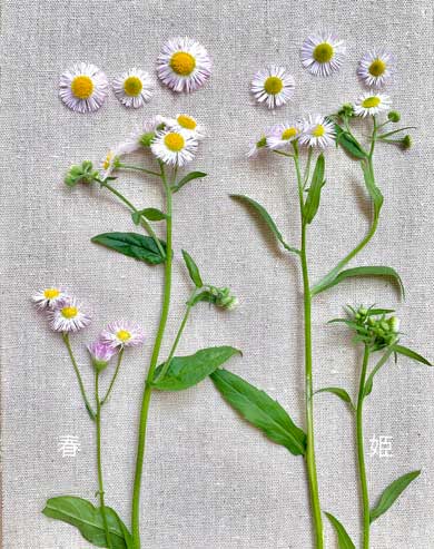 ハルジオン レストラン 花 雑草 ヒメジョオン 見分け方