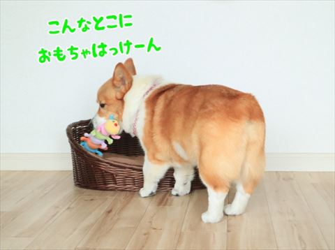 犬