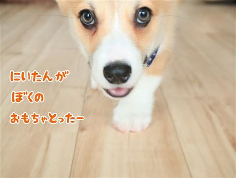 犬