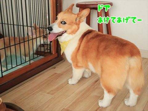 犬