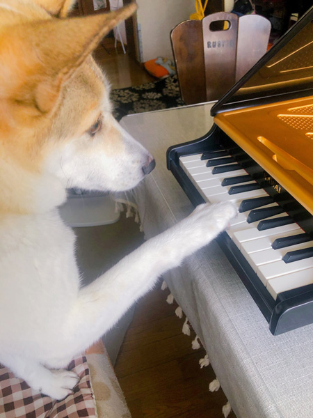 トイピアノに触るわんこ