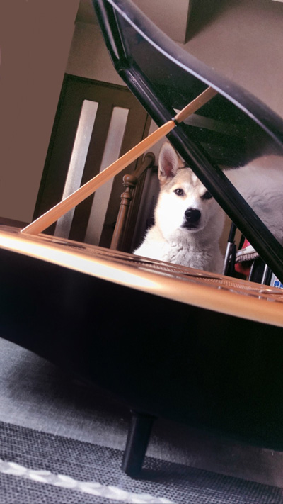 ピアノ越しのわんこ