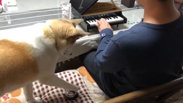 ベルを押すわんこ