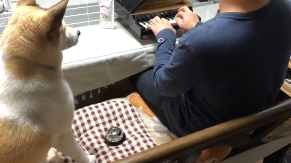 ピアノをひく手元を見つめるわんこ