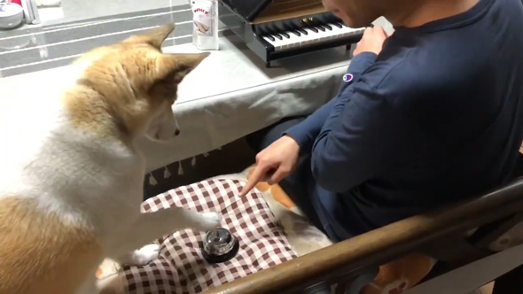 コマンドに合わせてベルを押すわんこ