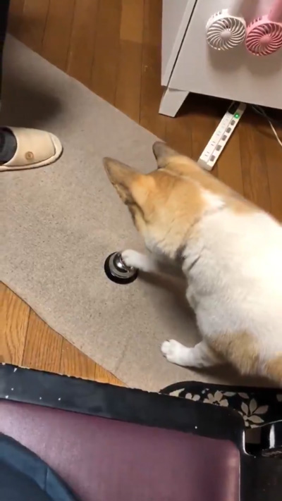 ベルを覚えたチャムさん