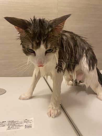 お風呂猫