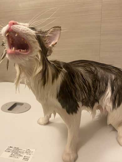 猫 風呂  ニンゲン ユルサナイ 裏切り ビフォーアフター ノルウェージャン