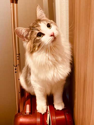 猫 風呂  ニンゲン ユルサナイ 裏切り ビフォーアフター ノルウェージャン