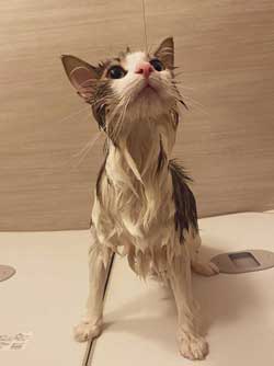 猫 風呂  ニンゲン ユルサナイ 裏切り ビフォーアフター ノルウェージャン