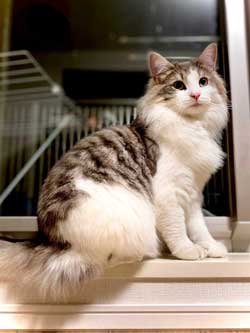 猫 風呂  ニンゲン ユルサナイ 裏切り ビフォーアフター ノルウェージャン