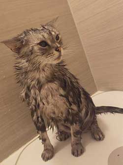 猫 風呂  ニンゲン ユルサナイ 裏切り ビフォーアフター ノルウェージャン