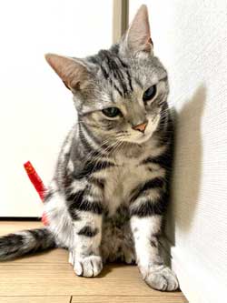 猫 風呂  ニンゲン ユルサナイ 裏切り ビフォーアフター ノルウェージャン