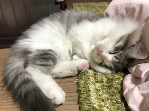 猫 風呂  ニンゲン ユルサナイ 裏切り ビフォーアフター ノルウェージャン