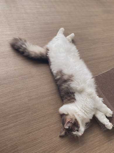 猫 風呂  ニンゲン ユルサナイ 裏切り ビフォーアフター ノルウェージャン