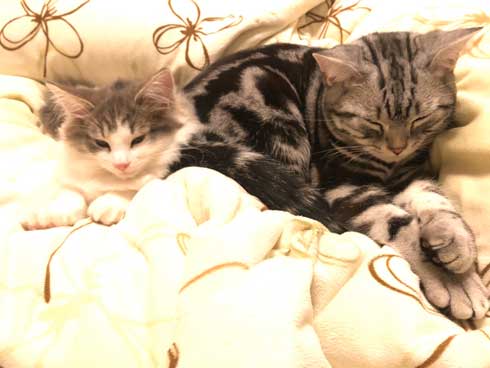 猫 風呂  ニンゲン ユルサナイ 裏切り ビフォーアフター ノルウェージャン