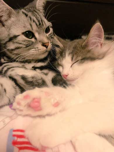 猫 風呂  ニンゲン ユルサナイ 裏切り ビフォーアフター ノルウェージャン