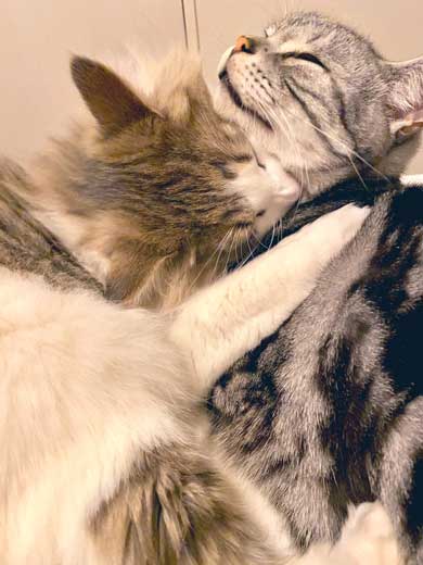 猫 風呂  ニンゲン ユルサナイ 裏切り ビフォーアフター ノルウェージャン