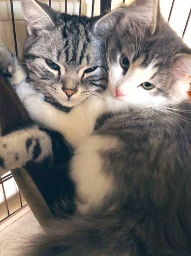 猫 風呂  ニンゲン ユルサナイ 裏切り ビフォーアフター ノルウェージャン