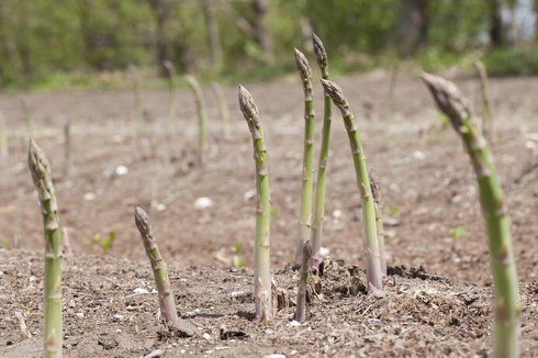 アスパラ