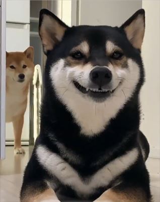 犬