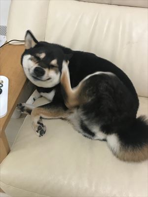 犬