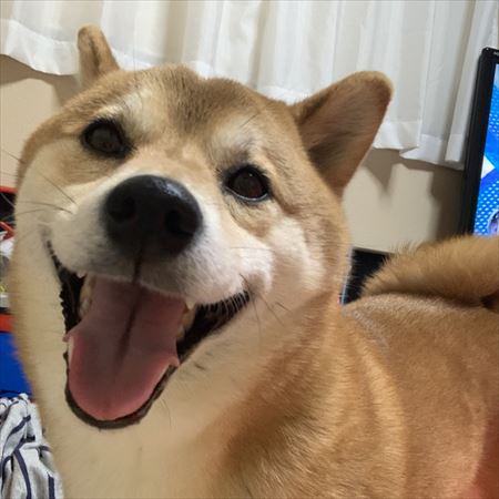 犬