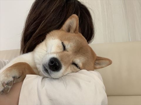 犬
