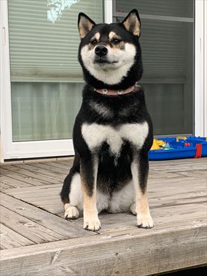 犬